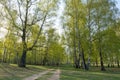 Spring birch forest and road Royalty Free Stock Photo