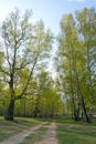 Spring birch forest and road Royalty Free Stock Photo