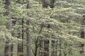 Spring Forest with Dogwoods in Bloom