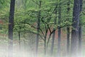 Dogwood Bernheim Forest Spring