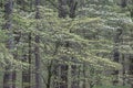 Spring Dogwoods in Bloom Bernheim Forest