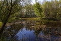 Landscape of spring, floodplain green forest with beautiful shadows and blue sky. A small island with trees in the middle of the
