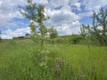 Landscape spring summer meadow tree wildflowers wooden house