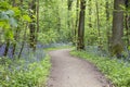 Landscape in springtime woodland with footpath Royalty Free Stock Photo