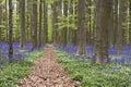 Landscape in springtime woodland with footpath Royalty Free Stock Photo