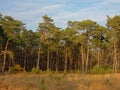 Sunny spruceforest in Kalmthout heath Royalty Free Stock Photo