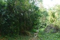 landscape of stairs to forest in Thailand Royalty Free Stock Photo