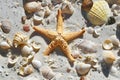 Landscape with starfish and seashells on tropical beach, on white sand, summer holiday. Closeup. Royalty Free Stock Photo