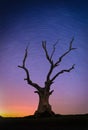 Landscape with stars trail over Silhouette dead big tree on hill