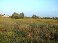 Natural landscapes of the South Ukrainian flora in rainbow evening colors near the Azov coast. Royalty Free Stock Photo