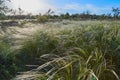 Landscape with Stipe Feather Grass or Grass Needle Nassella tenuissima Royalty Free Stock Photo