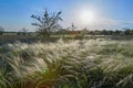 Landscape with Stipe Feather Grass or Grass Needle Nassella tenuissima Royalty Free Stock Photo