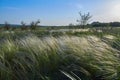 Landscape with Stipe Feather Grass or Grass Needle Nassella tenuissima Royalty Free Stock Photo