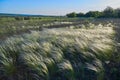 Landscape with Stipe Feather Grass or Grass Needle Nassella tenuissima Royalty Free Stock Photo