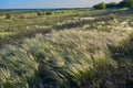 Landscape with Stipe Feather Grass or Grass Needle Nassella tenuissima Royalty Free Stock Photo