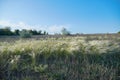Landscape with Stipe Feather Grass or Grass Needle Nassella tenuissima Royalty Free Stock Photo