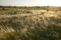 Landscape with Stipe Feather Grass or Grass Needle Nassella tenuissima Royalty Free Stock Photo