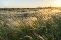 Landscape with Stipe Feather Grass or Grass Needle Nassella tenuissima Royalty Free Stock Photo