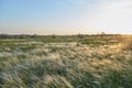 Landscape with Stipe Feather Grass or Grass Needle Nassella tenuissima Royalty Free Stock Photo