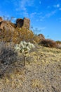 Landscape of a stone desert, Cylindropuntia echinocarpa - Cholla Cactus Garden Sunset Mojave Desert Joshua Tree National Park Royalty Free Stock Photo