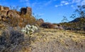 Landscape of a stone desert, Cylindropuntia echinocarpa - Cholla Cactus Garden Sunset Mojave Desert Joshua Tree National Park Royalty Free Stock Photo