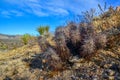 Landscape of a stone desert, Group of cacti among stones -Echinocereus engelmanii, Joshua Tree National Park Royalty Free Stock Photo