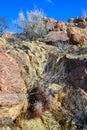 Landscape of a stone desert, Group of cacti among stones -Echinocereus engelmanii, Joshua Tree National Park Royalty Free Stock Photo