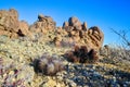 Landscape of a stone desert, Group of cacti among stones -Echinocereus engelmanii, Joshua Tree National Park Royalty Free Stock Photo