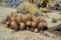 Landscape of a stone desert, Group of cacti among stones -Echinocereus engelmanii, Joshua Tree National Park Royalty Free Stock Photo