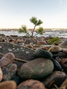 Landscape with stony beach