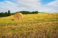 Landscape straw bales in wheatfield