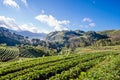 Landscape of Strawberry field at Doi Ang Khang