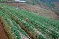 Landscape Strawberry gardener is harvest fresh Strawberry at strawberry farm , angkhang , chiang mai ,thailand - agriculture farm