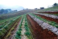 Landscape Strawberry gardener is harvest fresh Strawberry at strawberry farm , angkhang , chiang mai ,thailand - agriculture farm