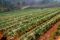 Landscape Strawberry gardener is harvest fresh Strawberry at strawberry farm , angkhang , chiang mai ,thailand - agriculture farm