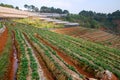 Landscape Strawberry gardener is harvest fresh Strawberry at strawberry farm , angkhang , chiang mai ,thailand - agriculture farm