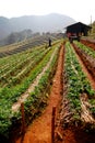 Landscape Strawberry gardener is harvest fresh Strawberry at strawberry farm , angkhang , chiang mai ,thailand - agriculture farm