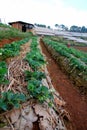 Landscape Strawberry gardener is harvest fresh Strawberry at strawberry farm , angkhang , chiang mai ,thailand - agriculture farm