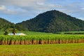 Landscape of sugar farm Royalty Free Stock Photo