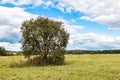 Landscape in the summer a field with a lonely tree Royalty Free Stock Photo