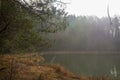 Landscape with a summer forest lake. Green trees by the water Royalty Free Stock Photo