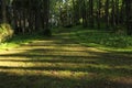 Landscape in summer in forest Royalty Free Stock Photo