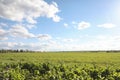 Landscape is summer. Green trees and grass in a countryside land Royalty Free Stock Photo