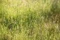 Landscape is summer. Green trees and grass in a countryside land Royalty Free Stock Photo