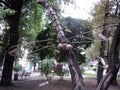 walk in the city park view of the sculpture wooden dragonfly