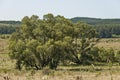 Landscape of summer nature with green glade, flower, forest and big White willow or Salix alba tree, Sredna Gora mountain Royalty Free Stock Photo