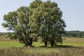 Landscape of summer nature with green glade, flower, forest and big White willow or Salix alba tree, Sredna Gora mountain Royalty Free Stock Photo