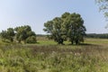 Landscape of summer nature with green glade, flower, forest and big White willow or Salix alba tree, Sredna Gora mountain Royalty Free Stock Photo