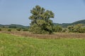 Landscape of summer nature with green glade, flower, forest and big White willow or Salix alba tree, Sredna Gora mountain Royalty Free Stock Photo