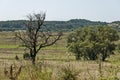 Landscape of summer nature with green glade, flower, forest and big White willow or Salix alba tree, Sredna Gora mountain Royalty Free Stock Photo